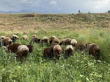 продаю кой: Продаю | Овца (самка) | Для разведения | Матка — 1