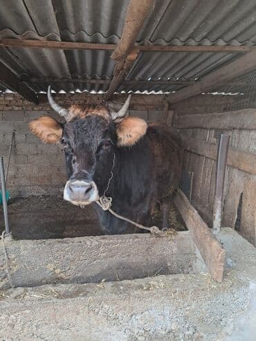 обмен на корову: Продаю | Бык (самец) | На откорм | Привязанные — 3