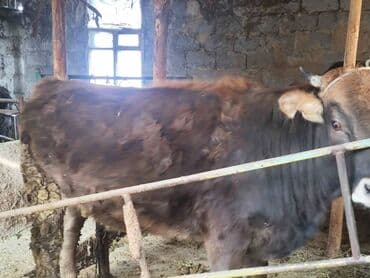 Продаю | Тёлка