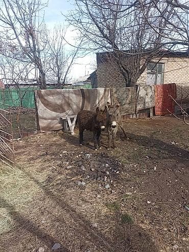 ечки кой: Продаю 2 осла находятся в селе Кок-Жар. здоровые, супер выносливые — 3