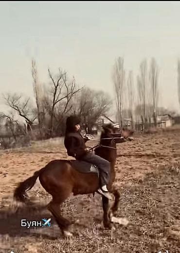 карова талас: Продаю | Жеребец | Конный спорт — 1