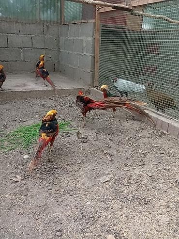 купить индоуток: Продам молодых золотых фазанов — 1