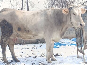 сөөл жан: Сатам | Уй (ургаачы) | Көбөйтүү үчүн, Сүт алуу үчүн — 3