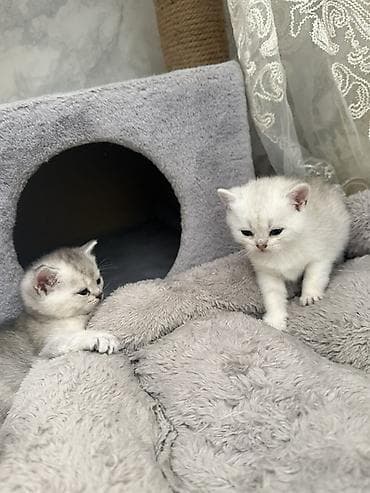 кошки шатланские: Шотландские котята - Окрас: кремовый с серебристым напылением — 6