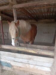 Кемирүүчүлөр: Сатам | Байтал | Көбөйтүү үчүн | Асыл тукумдуу — 7