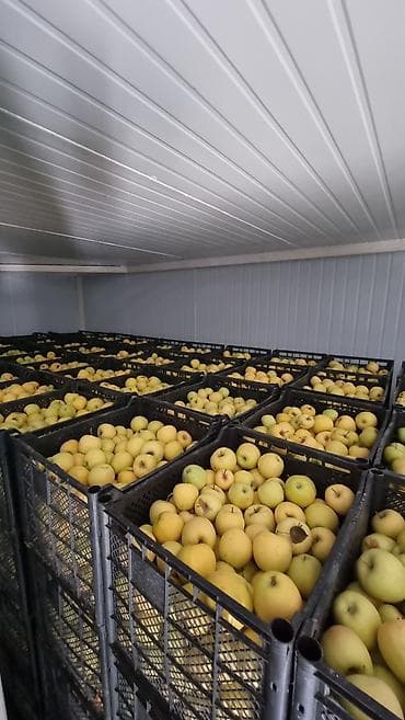 ленинский участок: 600 соток, Действующий, С оборудованием, Электричество — 8