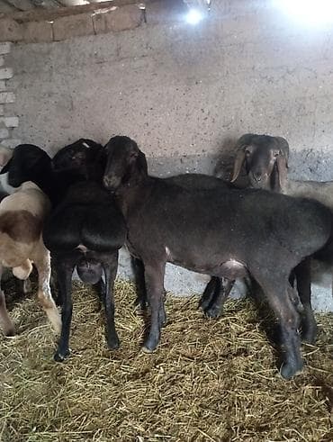 индук сатам: Сатам | Кочкор (эркек) | Көбөйтүү үчүн | Асыл тукумдуу — 4