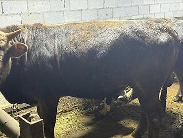 Сатам | Бука (эркек) | Союуга — 2