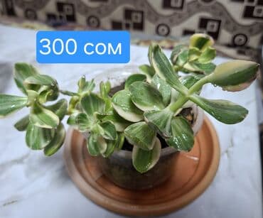 вазы для цветов бишкек: Продаю адениум — 8