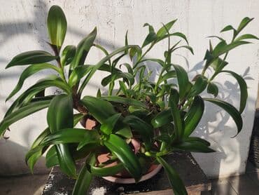 стоимость аквариума: Домашние и комнатные цветы в горшках. Герань, Алоэ, долларовое дерево — 6