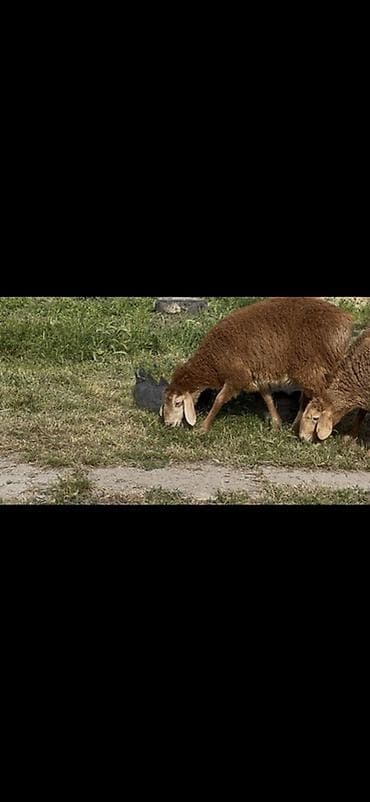 goat: Продаю | Овца (самка) | Арашан | Для разведения | Племенные — 4
