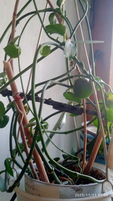 саженцы банана: Комнатные, Сингониумы, спатифиллум, Филодендрон,монстера Альба — 23