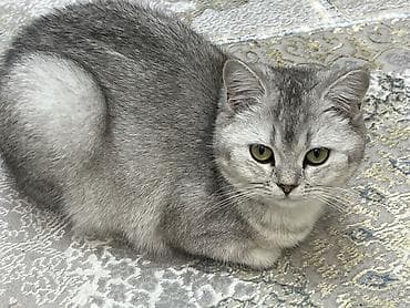 британский: Британская короткошёрстная, 1 год, Девочка, Серебристая шиншилла, Приучена к лотку, Проглистована, С прививками — 6