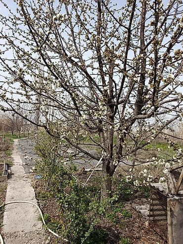 Срочно продается Дом в Новопокровке по улице Крупская 66. Участок 13.5