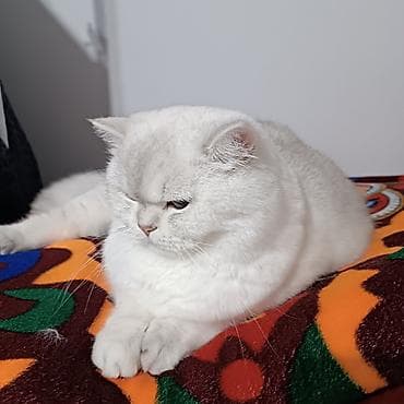 серебристая шиншилла: Британская кошка шиншилла (возможна вязка/племенной кот) - Порода — 2