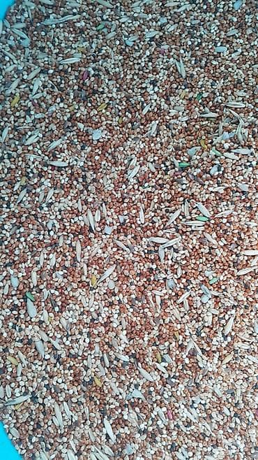 Үй жаныбарлары: Корм на развес кг попугаям 160-200с канарейкам УЗ-220с — 2