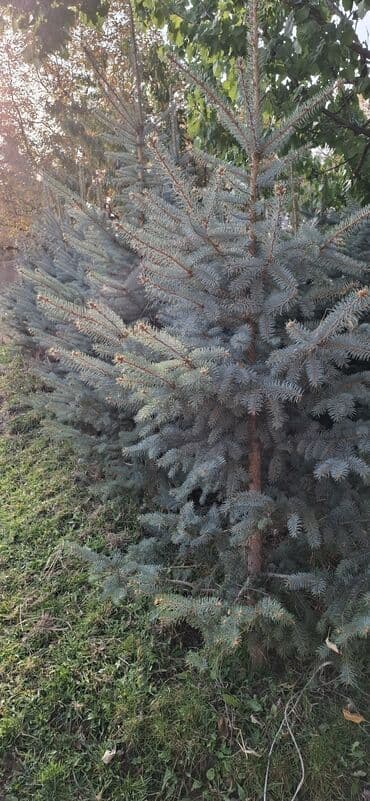 аэратор для газона: Саженцы деревьев: Ели — 1