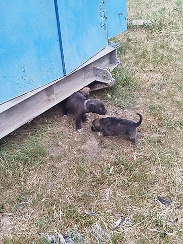 собака токмок: Собака даром: 1 месяц, Самец — 4