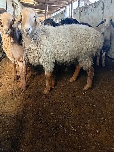 Индюки: Продаю | Овца (самка) | Для разведения — 1