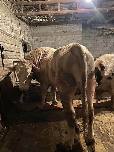 А/ч жаныбарлары үчүн тоюттар: Сатам | Бука (эркек) | Шароле | Бордоп семиртүү үчүн, Көбөйтүү үчүн | Асыл тукумдуу, Жасалма уруктандырылган, Байланган — 1