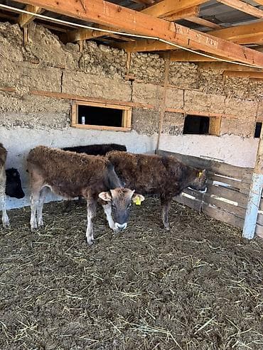 обмен на крс: Продаю | Бык (самец) | Полукровка | На откорм — 4