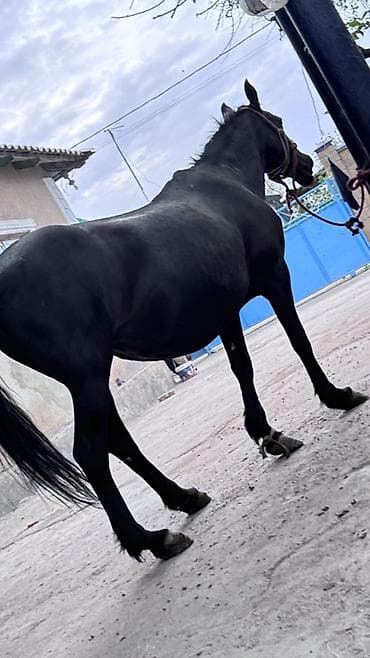 иттер ош: Сатам | Бээ (ургаачы) | Көбөйтүү үчүн | Асыл тукумдуу — 3