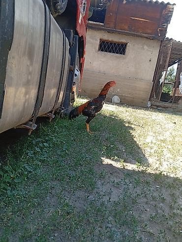 бойцовых: Продаю | Петух | Бойцовая | Для разведения — 1