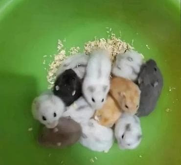 джунгарский: В продаже хомячки джунгарские, красивых окрасов. Домашние ручные — 2