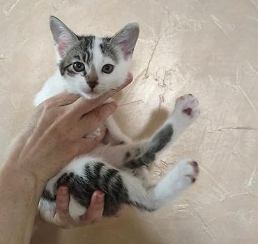 рыжие котята бесплатно: 2 месяца, Девочка, Приучена к лотку — 4
