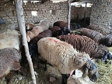 Продам с/х животных: Продаю | Овца (самка) | Для разведения | Матка — 6