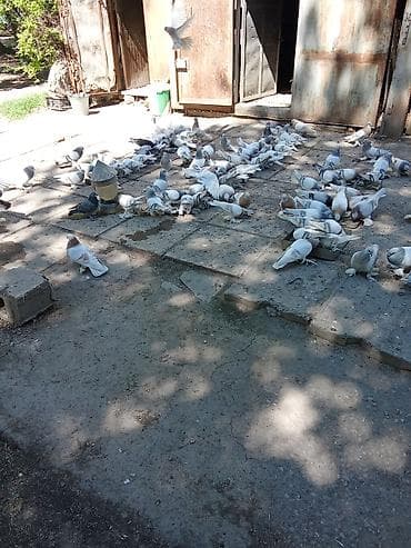 продаю дакан птиц: Только звонки Породистые голуби – поголовье разного окраса - Большая — 2