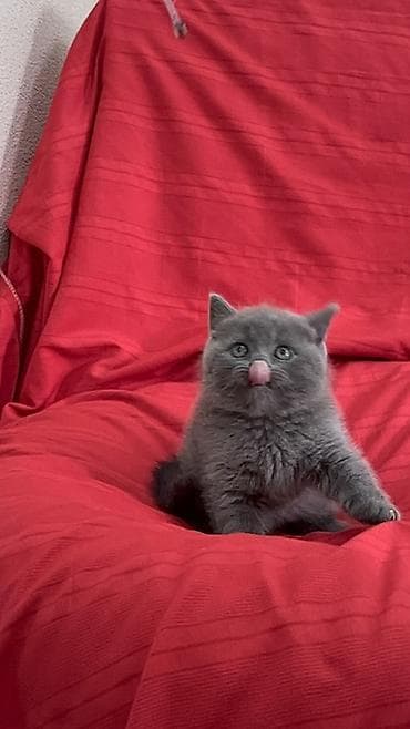 кот манчкин: Скотиш Страйт (Шотландская прямоухая), 2 месяца, Мальчик, Серый, Приучена к лотку — 2