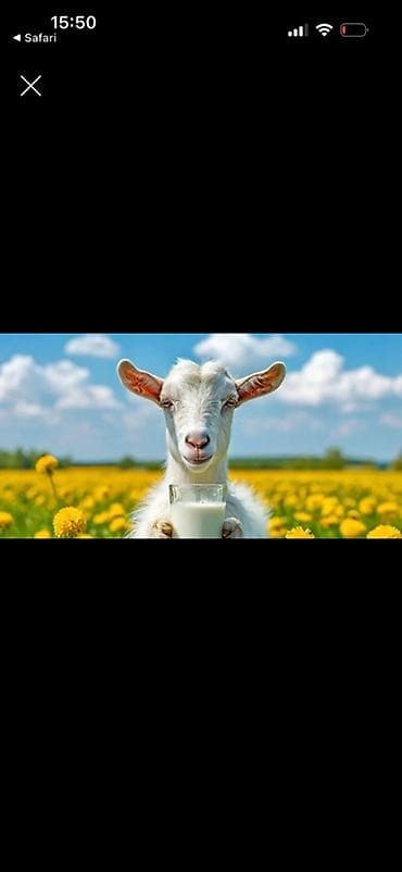молочные продукты: Козье молоко - Натуральное козье молоко свежего удоя - Мягкий вкус — 1