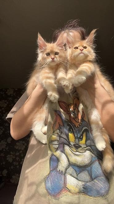 кошка британская вислоухая: Мощный эксклюзивный котята Майн куны полидактилия,Ярко выраженные — 9