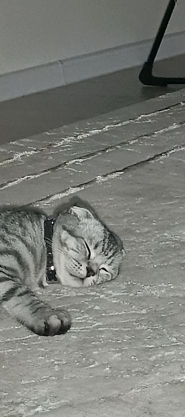 где можно купить кошку: Шотландская вислоухая кошка (Scottish Fold) - Окрас: серебристый — 3