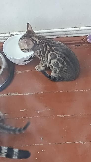 бенгальский котёнок: 1 месяц, Девочка — 1