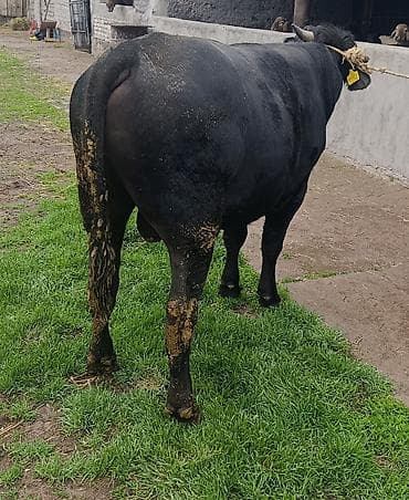 Продаю | Бык (самец) | На откорм | Привязанные