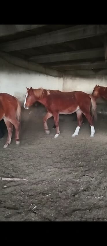 ахотничий собака: Продаю | Жеребенок | Для разведения | Племенные — 1