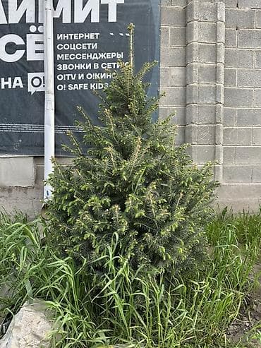 свечка: Ель (вероятно, канадская/серая, Picea glauca), компактная — 8