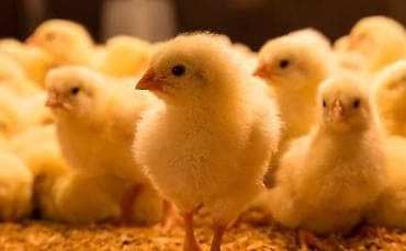 Товары и оборудование для с/х животных: Продаю | Цыплята | Бройлерная, Хай-Лайн Соня Грей | На забой — 1