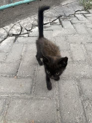 кой соебуз: Нашли совсем маленького котенка спинка коричневая сам черненький — 5