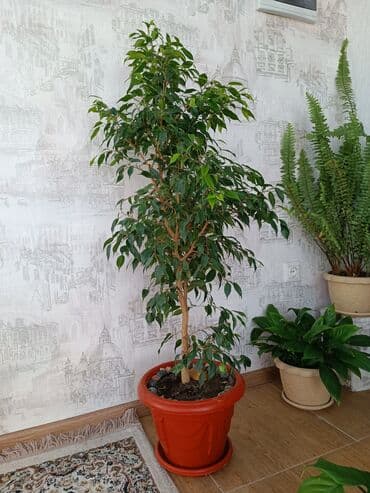 искусственный газон для мини футбольного поля цена бишкек: Цветы комнатные фикус Бенджамина высота 1 метр — 5