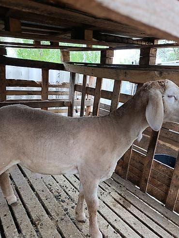 кролики белый великан: Продаю | Ягненок | Арашан | Для разведения — 2