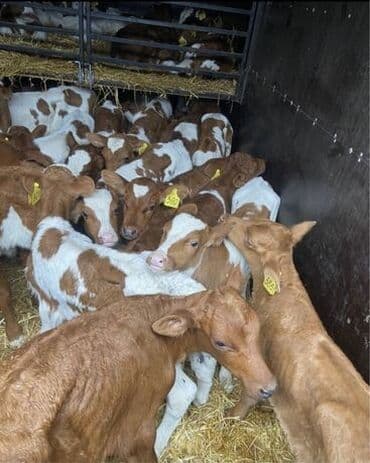 сельскохозяйственные животные продажа: Сатам | Уй (ургаачы), Бука (эркек), Кунаажын — 1