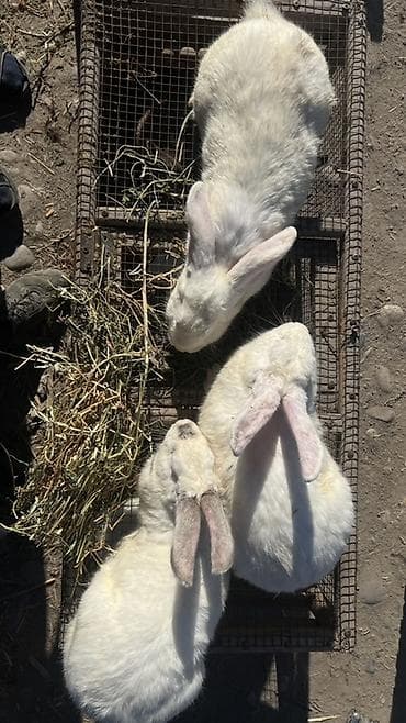 hamster kombat voucher: Продаю | Крольчата, Кролик самец, Крольчиха (самка) | Белый великан | Для разведения | Племенные — 1