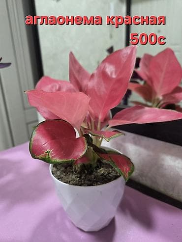 оффис: Комнатные растения в горшках. - Суккуленты, сансевиерия, алоэ — 5