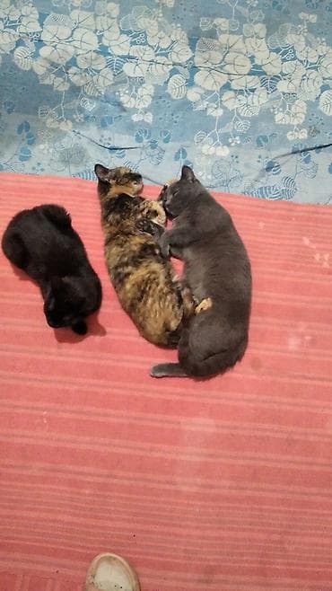 голубая шотландская кошка: Котята и молодые кошки разных окрасов - Несколько малышей из одного — 8