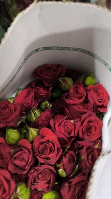 Сушилки: Роза 101 роза, 51 роза, 31 роза оптом и в розницу — 6