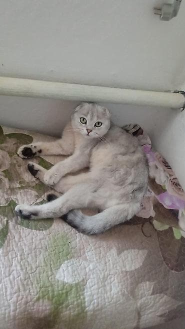 шотланский кошка: Скотиш Фолд (Шотландская вислоухая), 2 года, Мальчик, Серый — 1