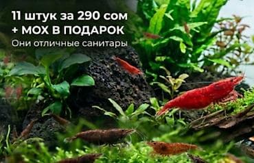 свежая живая рыба: Креветки Neocaridina (red cherry) для аквариума. 🦐🐠 Аквариумные жители — 2